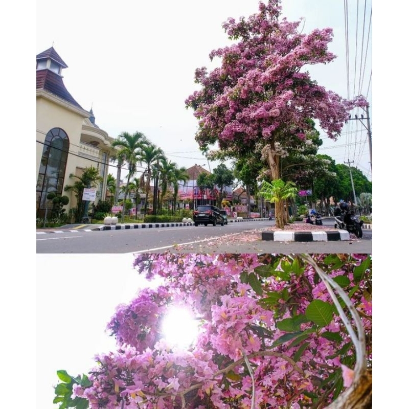 Tabebuya rosea bunga pink ukuran 50-70cm - tabebuya rosea