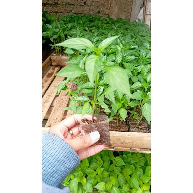 Bibit cabe merah besar