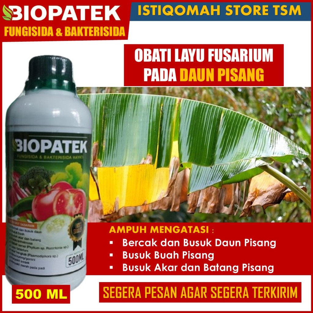 LAYU FUSARIUM DAUN PISANG Bukan Lagi Masalah dengan BIOPATEK 500ml - Pupuk Semprot Mengatasi LAYU FU