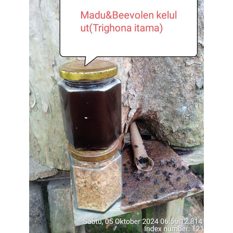 

MADU KELULUT MURNI MARU KALBAR