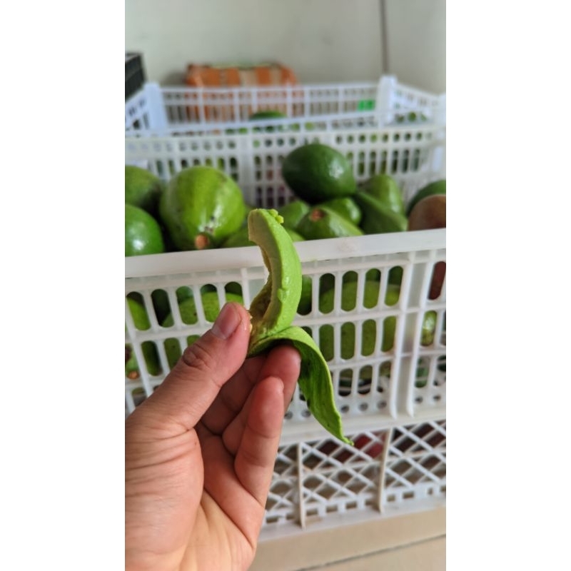 

Promo alpukat krill matang 5kg