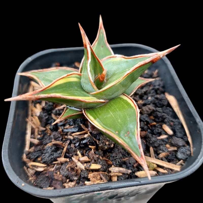 tanaman hias sanseviera PINGUICULA PINGUICULATA PINGWI PINGUI VARIGATA dan NON VARIGATA sansevieria 