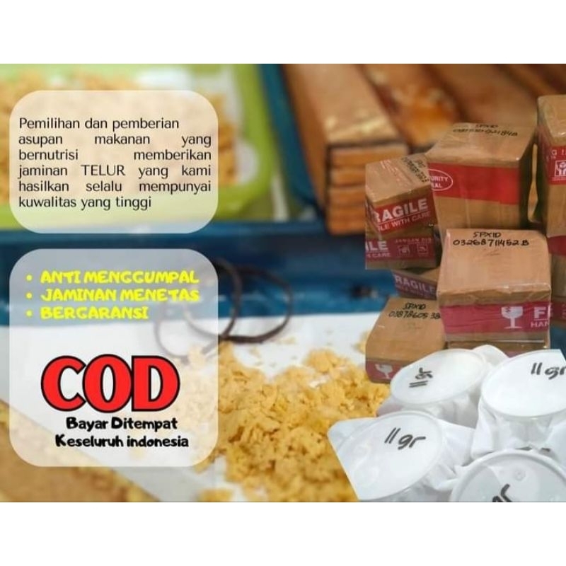 Telur Maggot BSF/Bibit Maggot BSF 11 gram kualitas Terjamin