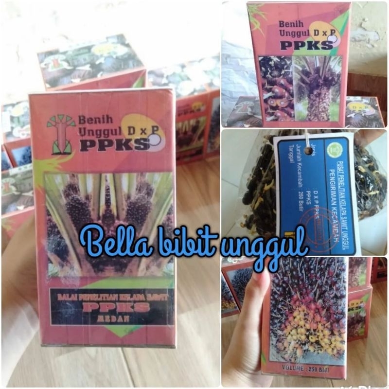 Benih kecambah sawit PPKS siap semai (250 butir) Kelapa sawit PPKS Bella bibit