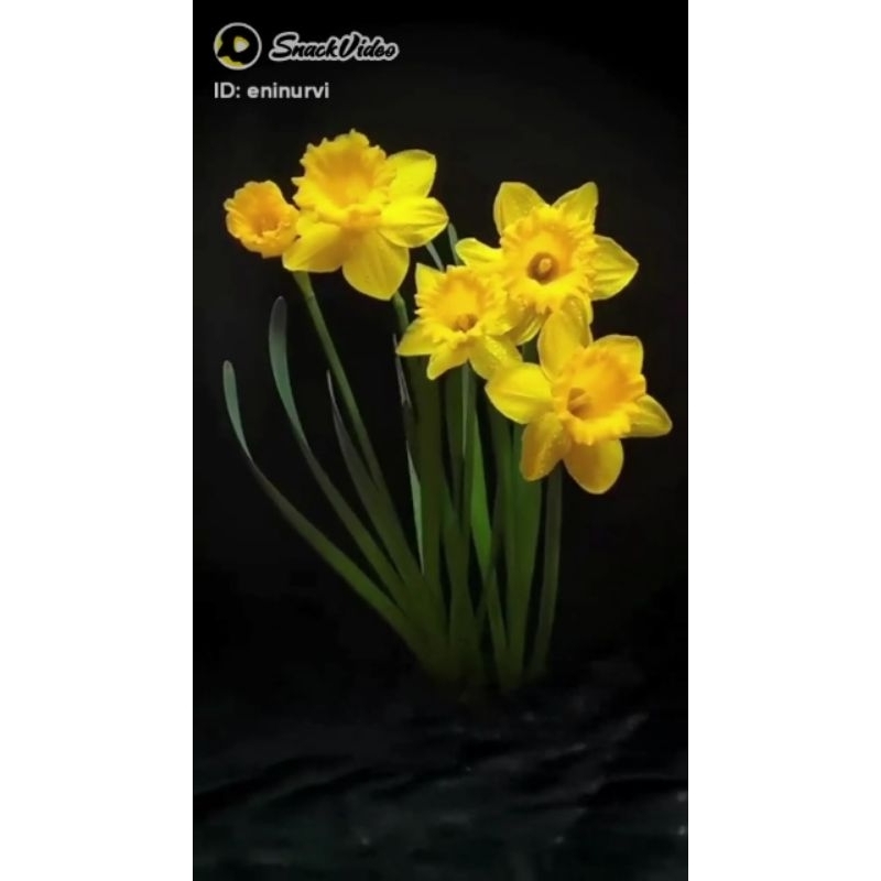 bunga tulip kuning telur bibitan umbi tulip