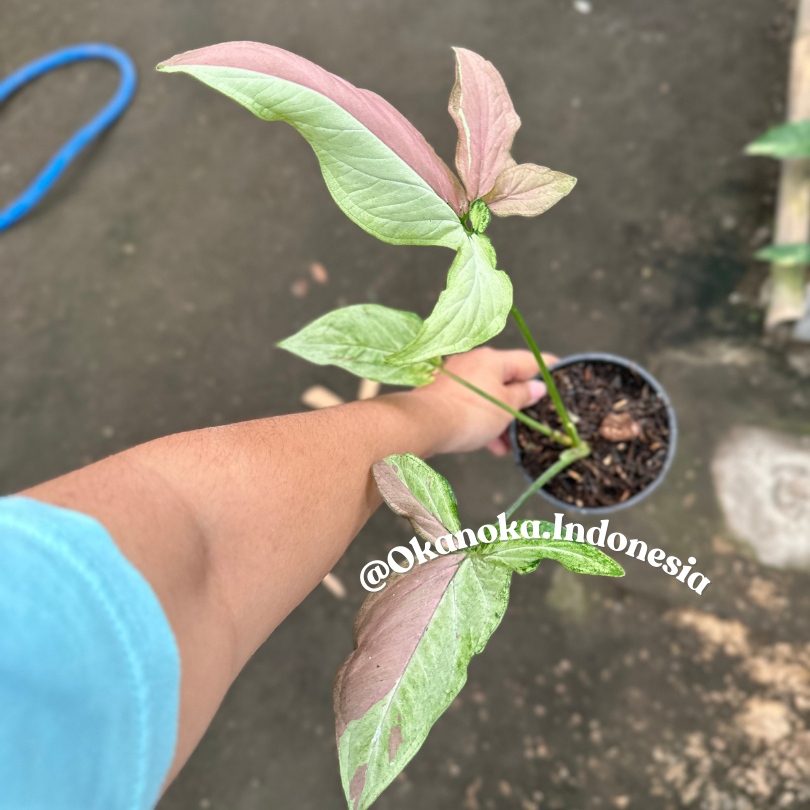 Syngonium Strawberry Milk besar