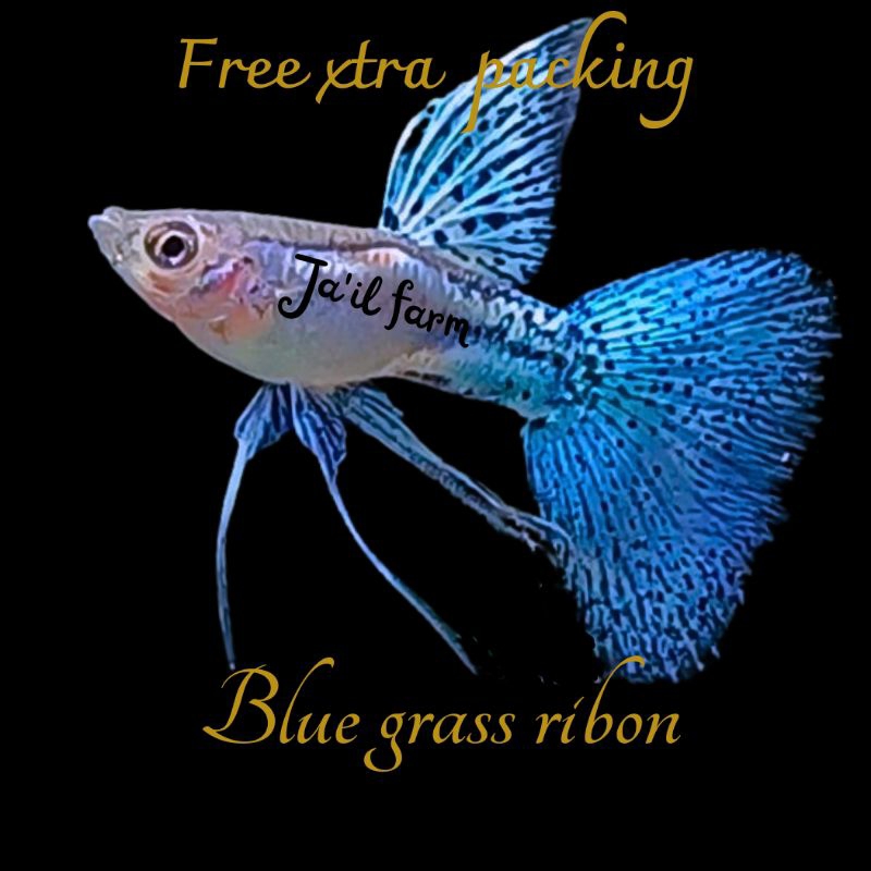 

FREE XTRA PACKING - BLUE GR4SS RIB0N & N0RMAL