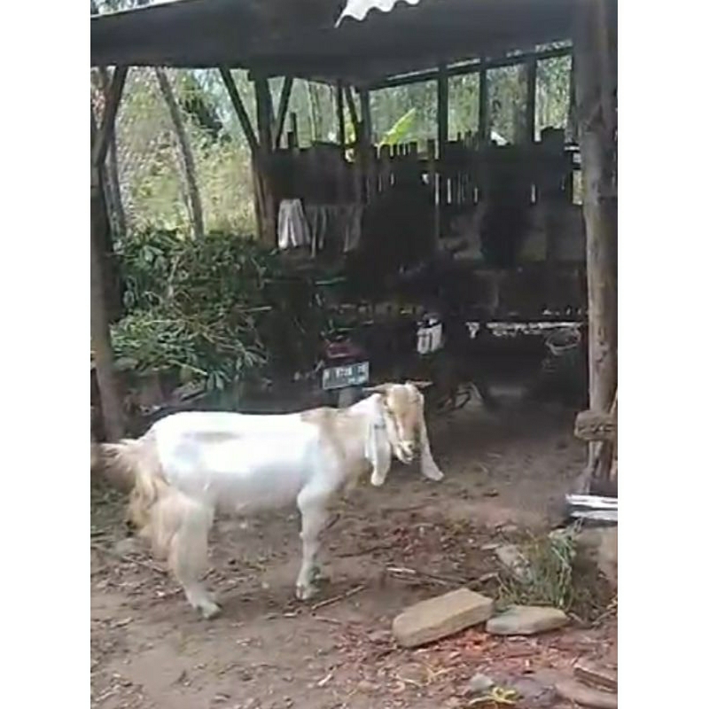 Kambing Qurban Aqiqah