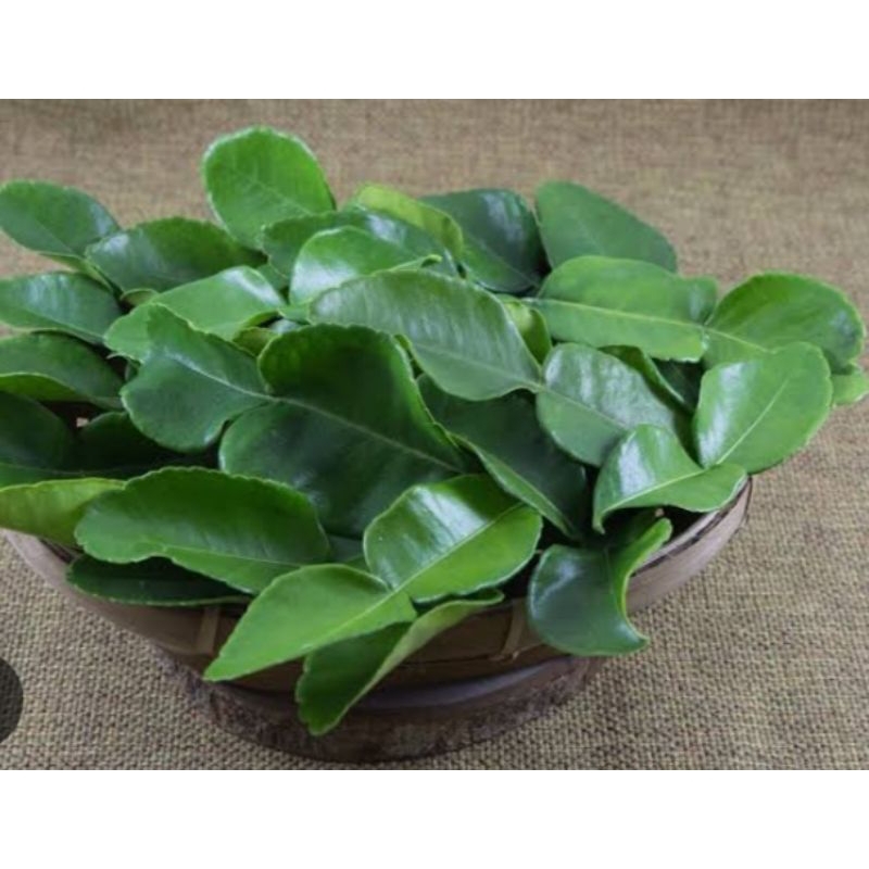 

Daun jeruk purut segar 100 gram