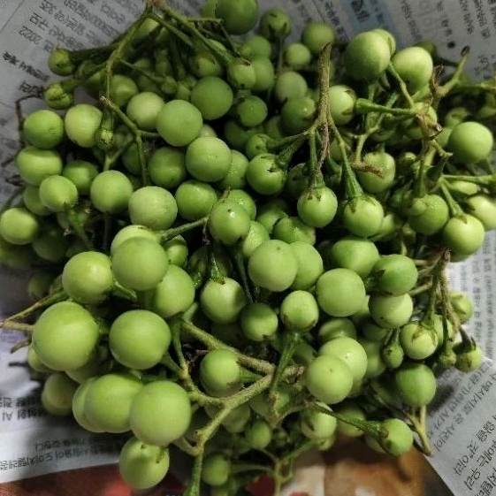 

Rimbang Segar Tekokak segar 500gr