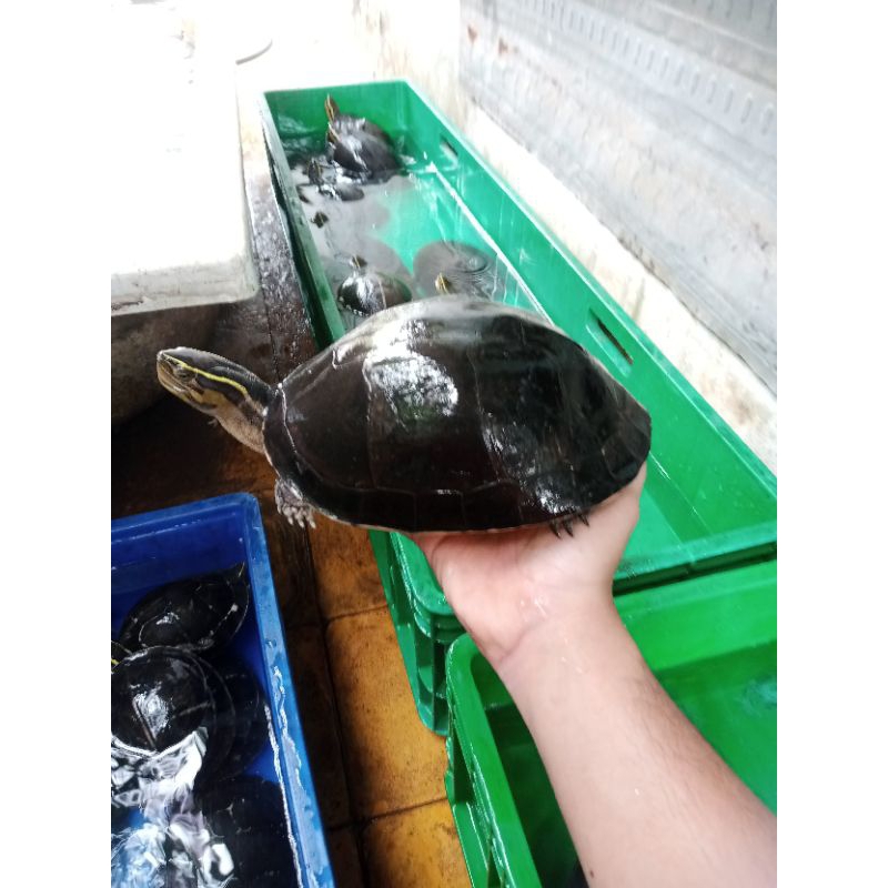 Ambon batok indukan jumbo FREE PELET