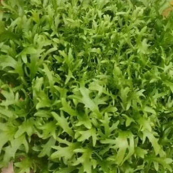 

endive fresh segar frisse