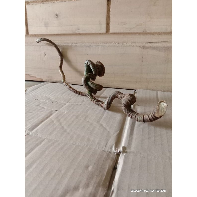 akar mimang unik dan berkerakter asli