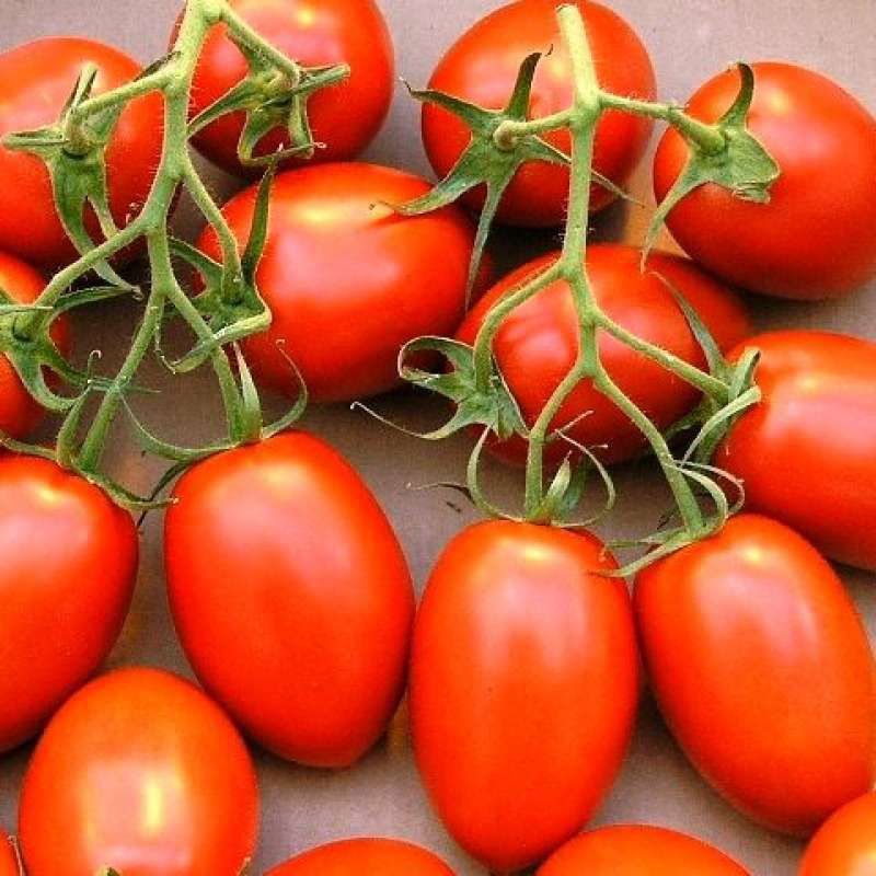 Biji Tomat Cherry Lonjong