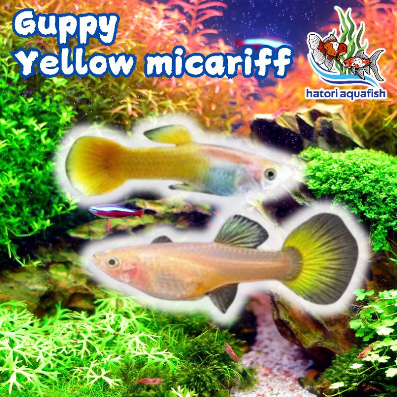 Guppy Yellow Micariff