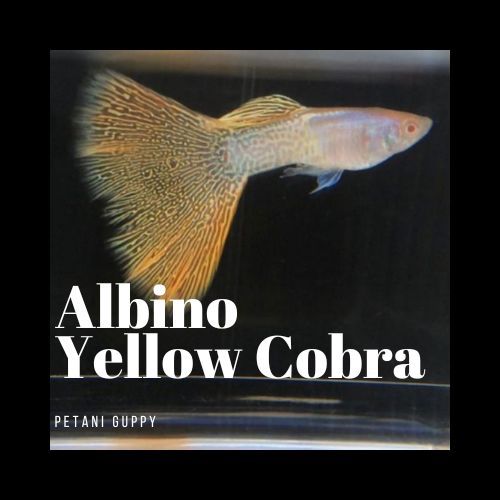 Dekorasi Aquarium Guppy Albino Yellow Cobra Grade A