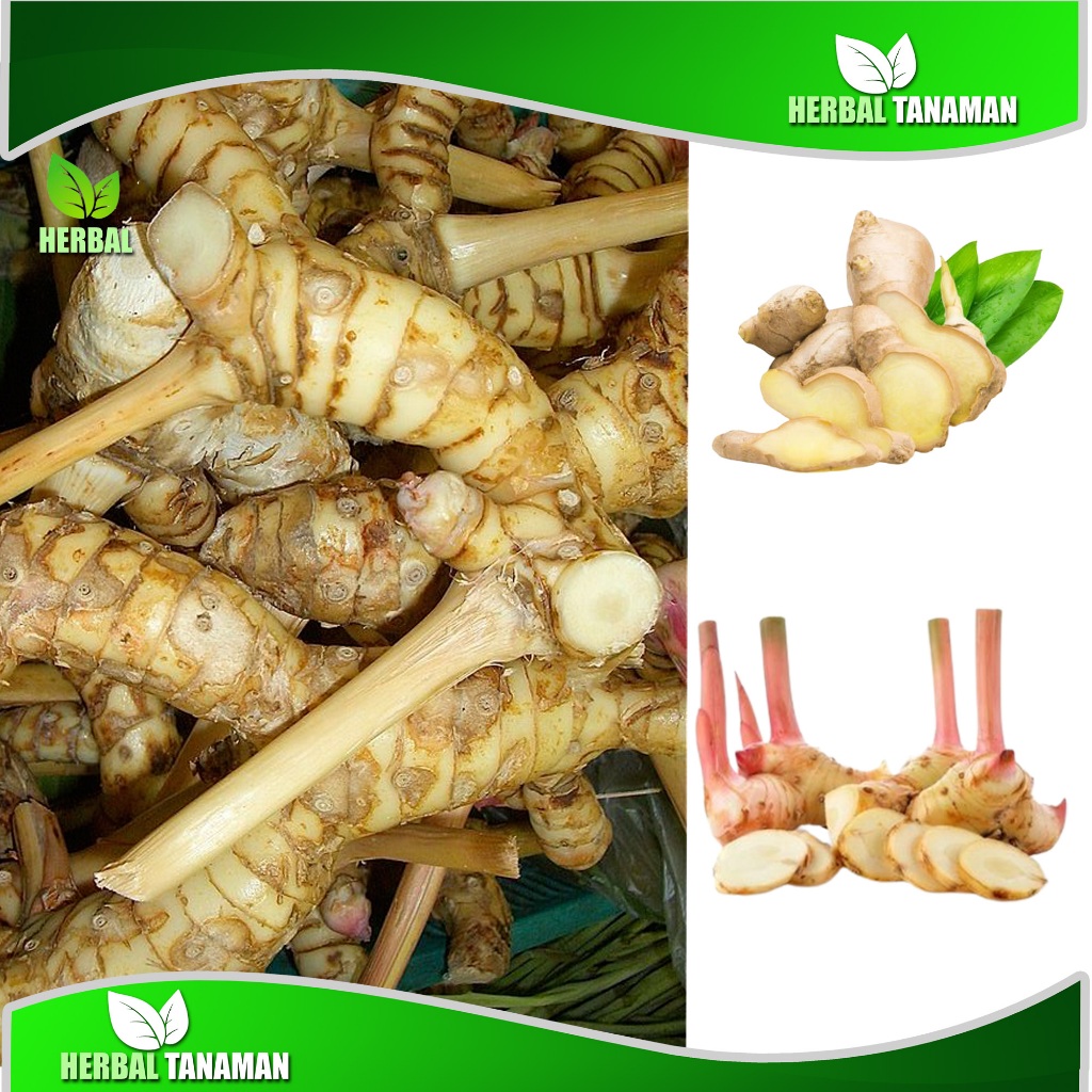 

Lengkuas Segar Super 1 kg atau laja untuk bumbu dan obat herbal