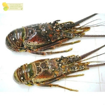 

Lobster Segar 1Kg