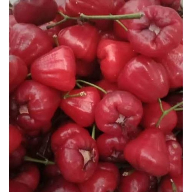 

jambu air prada merah 500 gram