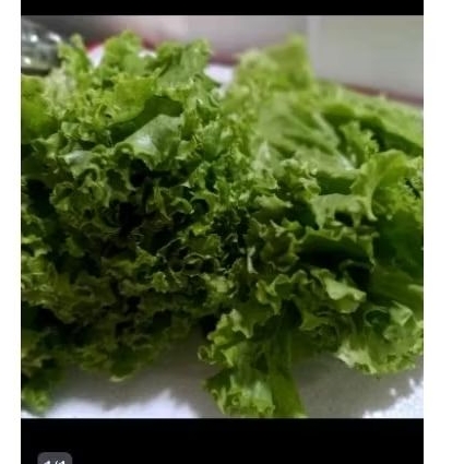 

selada keriting fresh dan segar