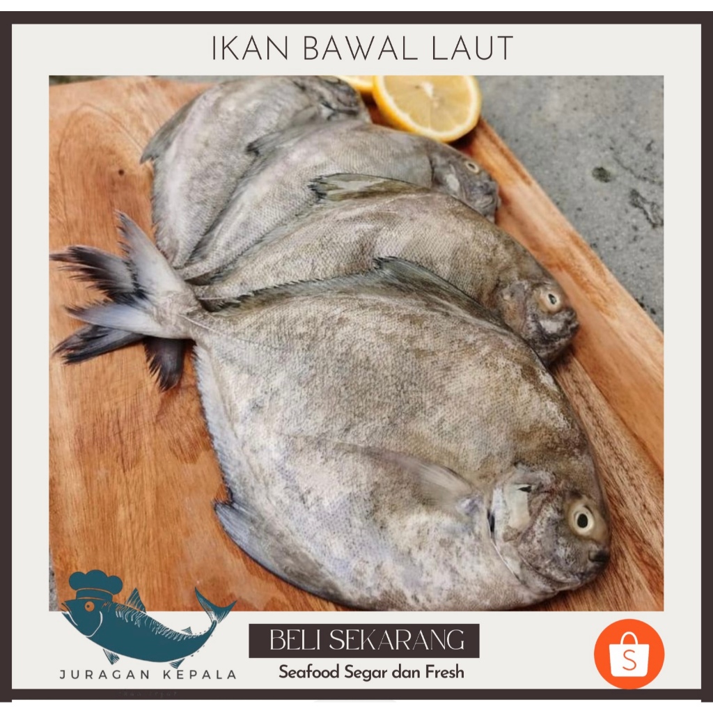 

IKAN BAWAL LAUT SEGAR 1 KG