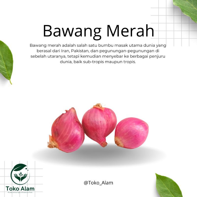 

Bawang Merah