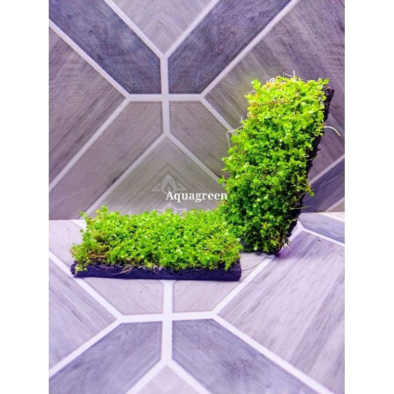 Monte Carlo tanaman carpet aquascape