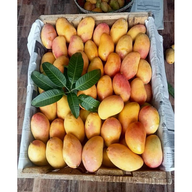 

Mangga Podang Masak Pohon Berat 1 Kg