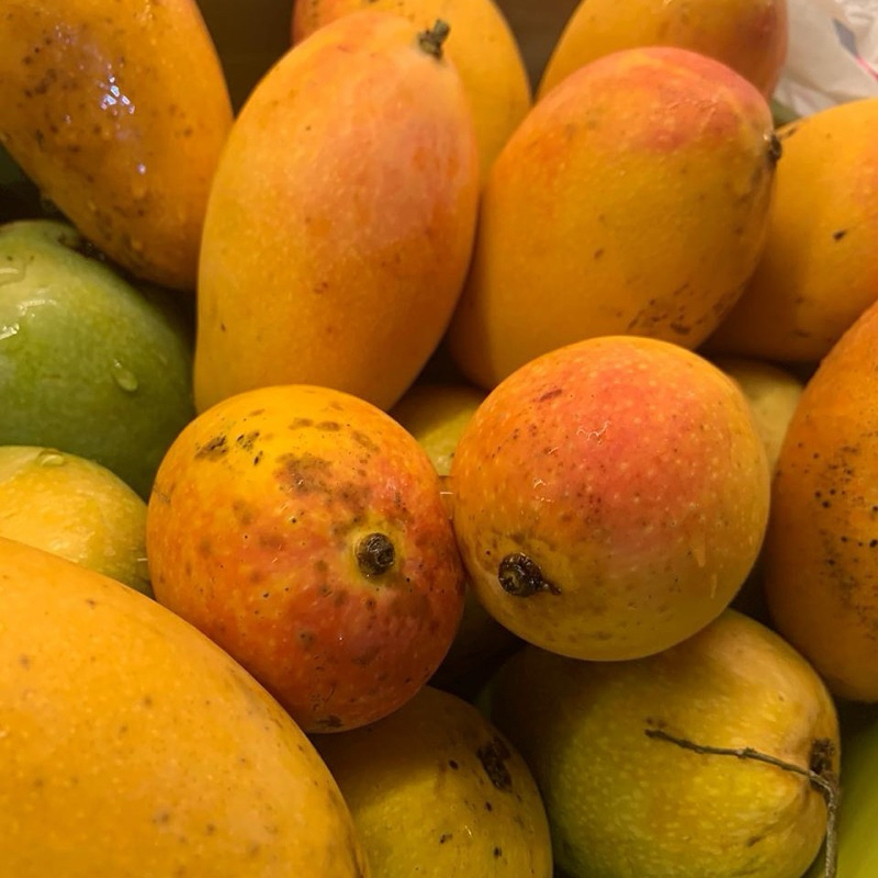 

Mangga Podang Gunung Masak Pohon Berat 1 Kg