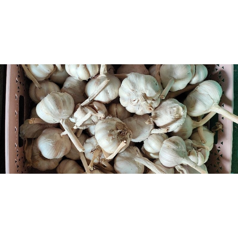 

BAWANG PUTIH MURAH 1KG