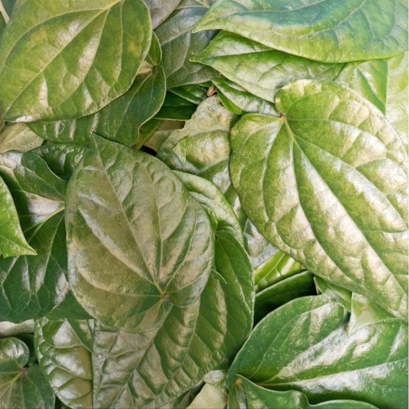 

Daun Sirih Segar - 25 lembar