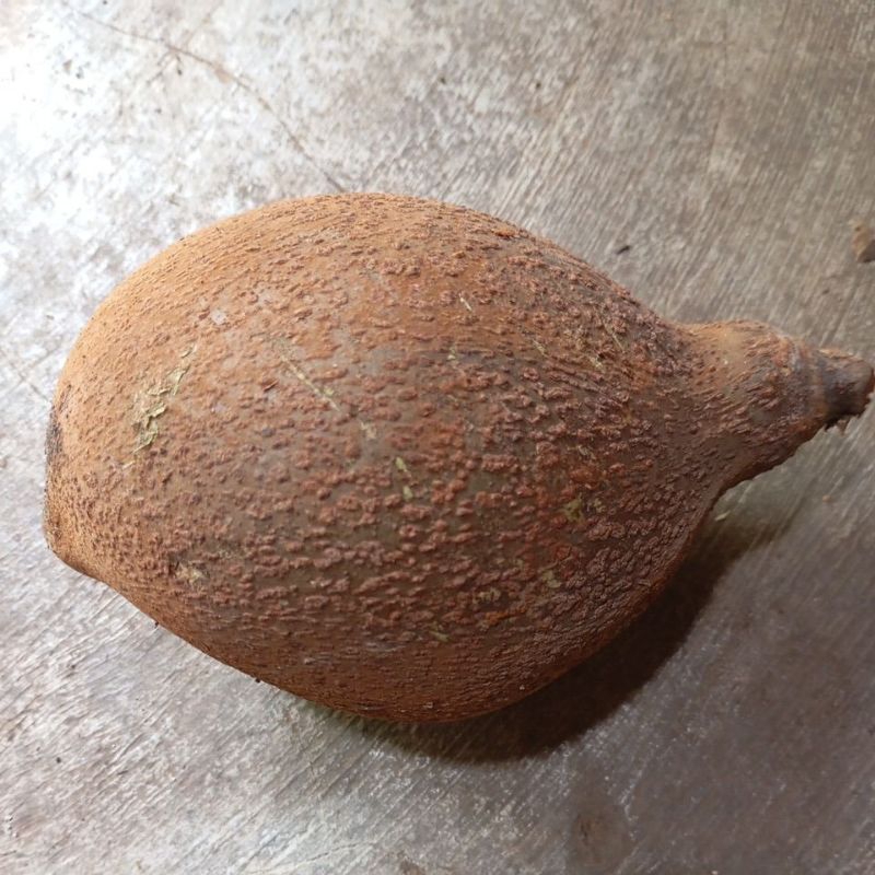 

Buah Picung mentah 1 buah/kepal berat 600 gram