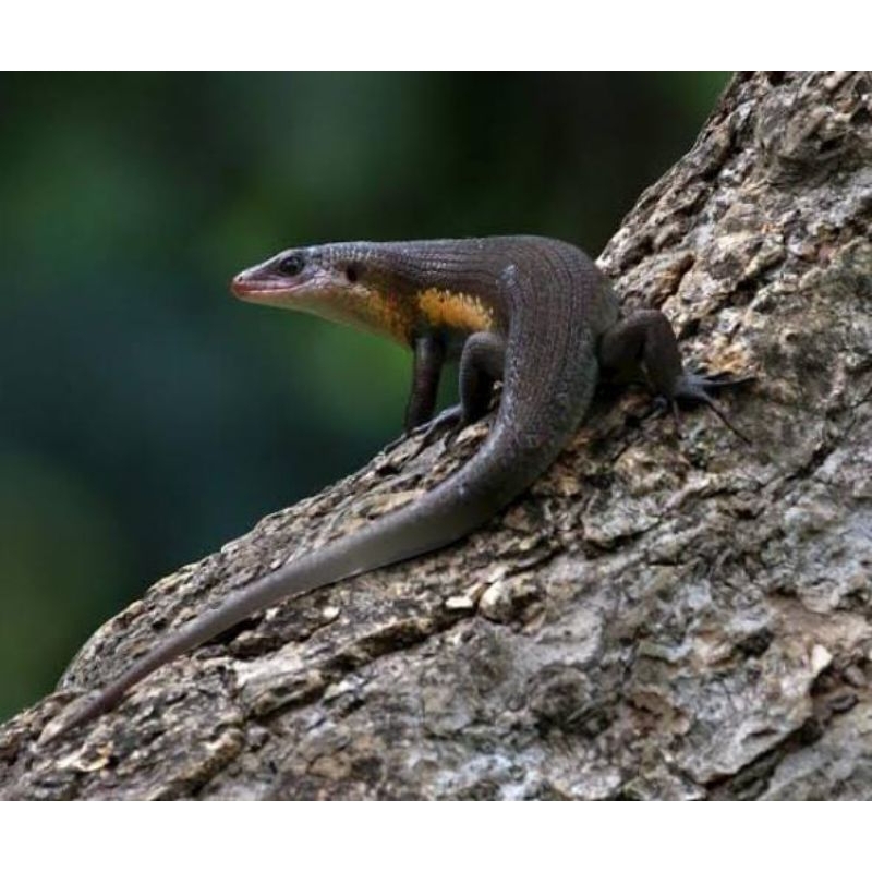 Kadal Kebun Bengkarung 1 Pasang Mainan Anak Obat Herbal Termurah