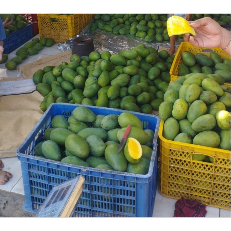 

Mangga gadung harum manis (1kg+)