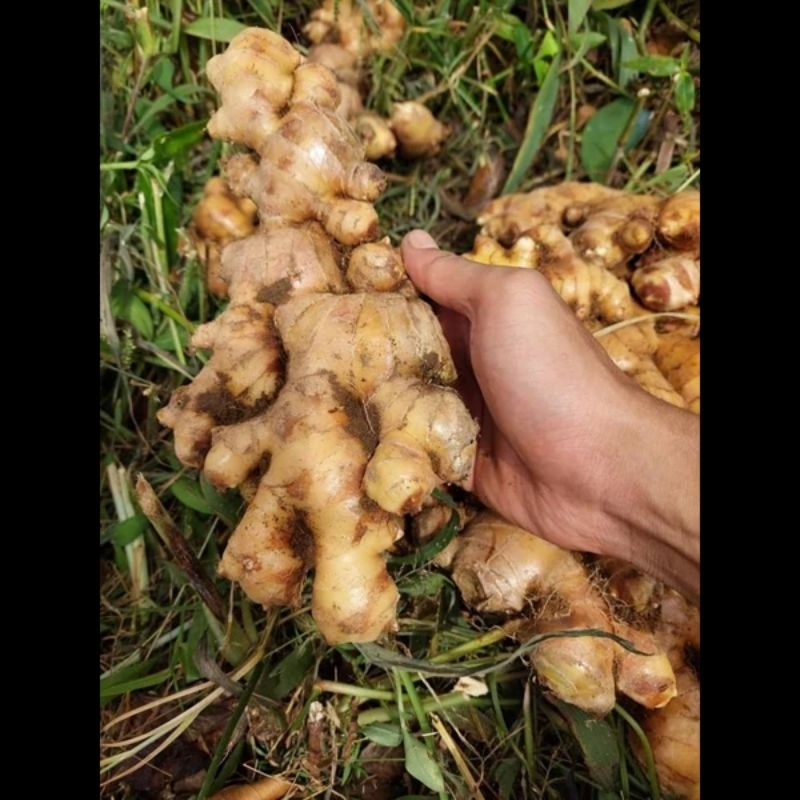 

Jahe gajah/jumbo 1kg/500gr/250gr