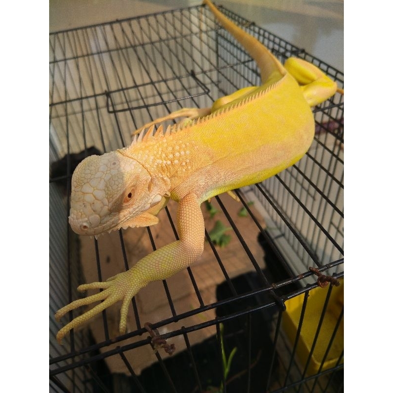 Iguana Red Albino size 85cm. sehat lincah gemuk & terawat