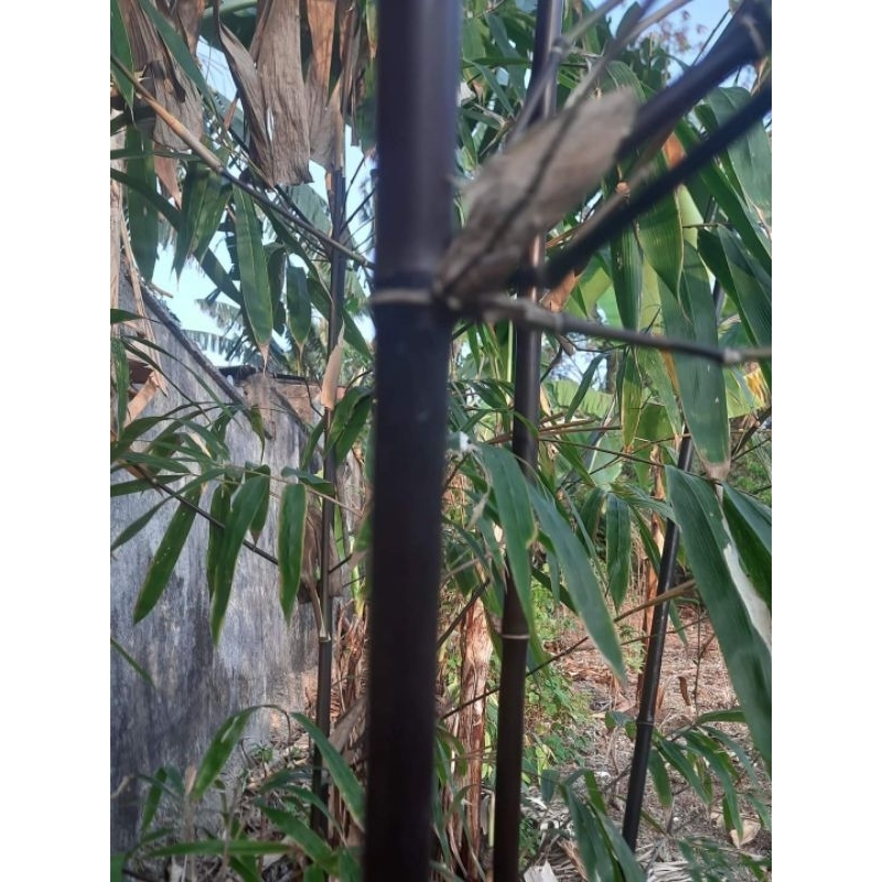 Potongan bambu hitam panjang 30 Cm