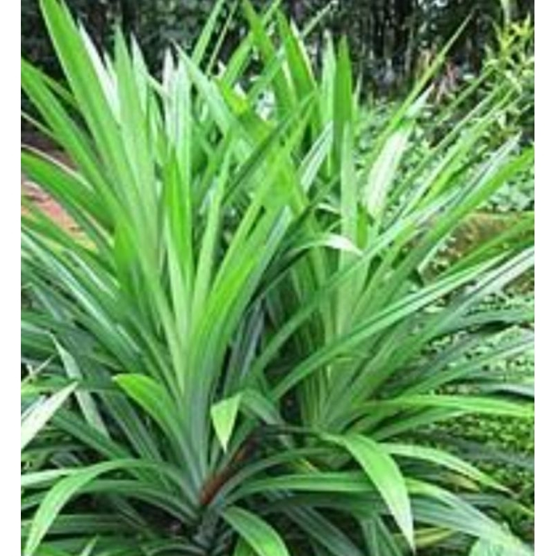 

serbuk pandan wangi bubuk herbal bumbu dapur