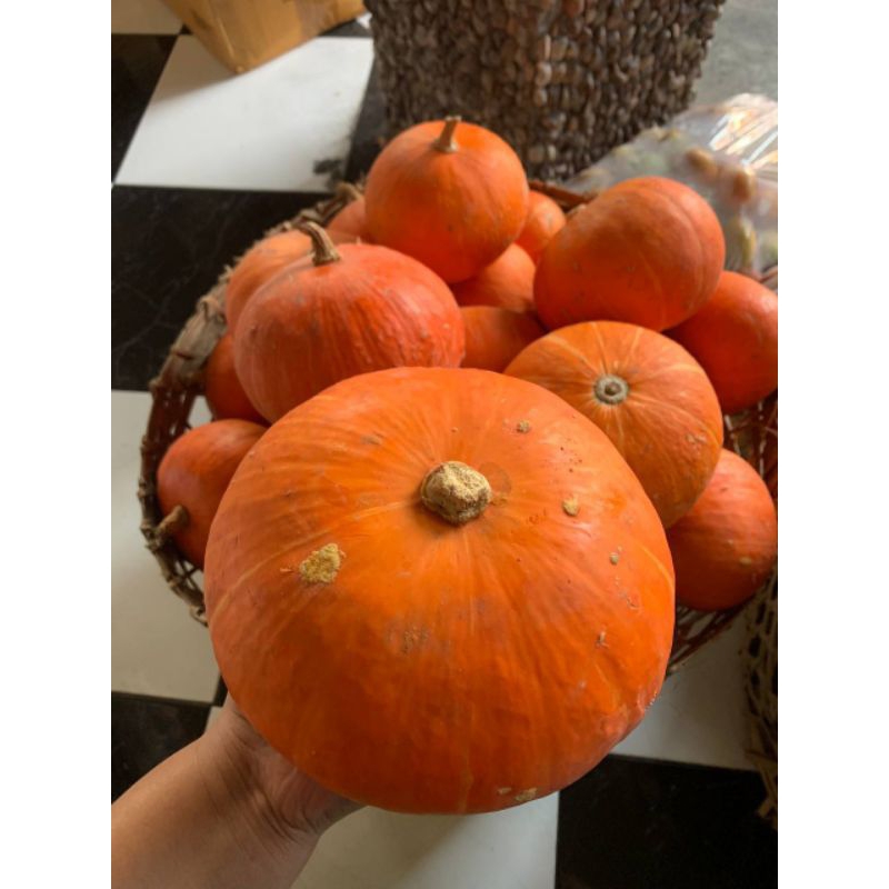 

Labu Kabocha Premium Perglundung