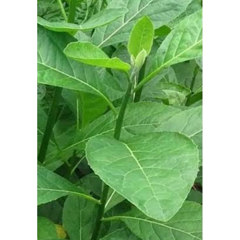 

Daun aprika atow di sebut daun dayang .segar