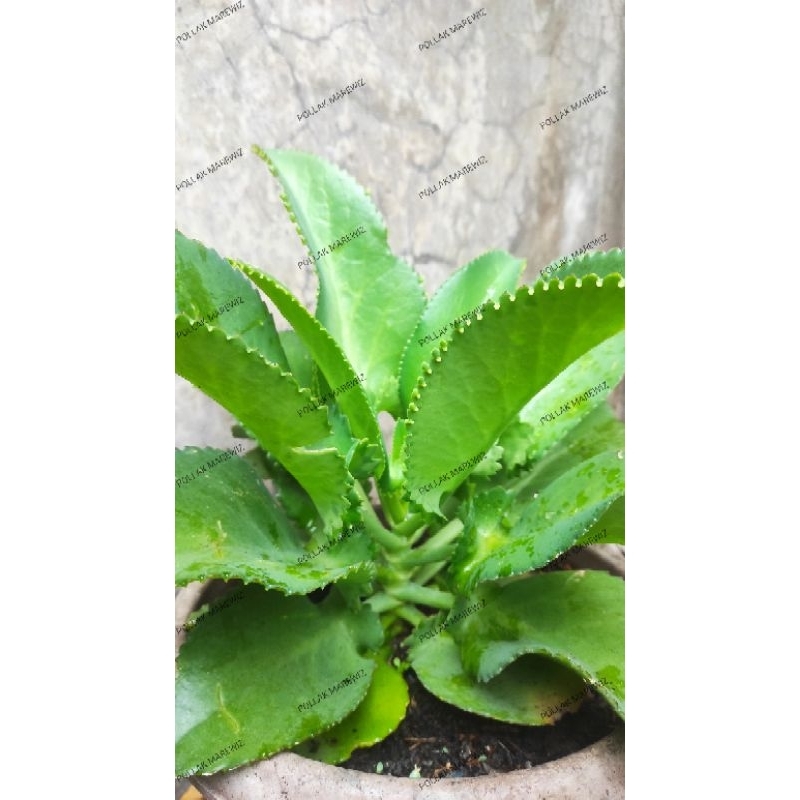 

daun cocor bebek segar/daun buntiris segar