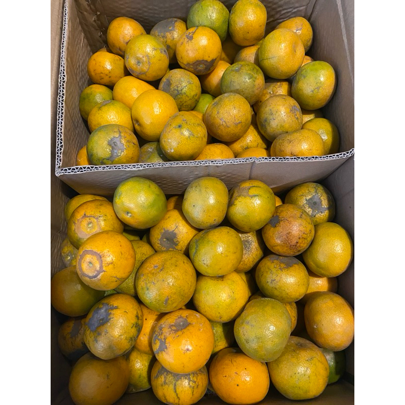 

Jeruk Madu Malang Maniss