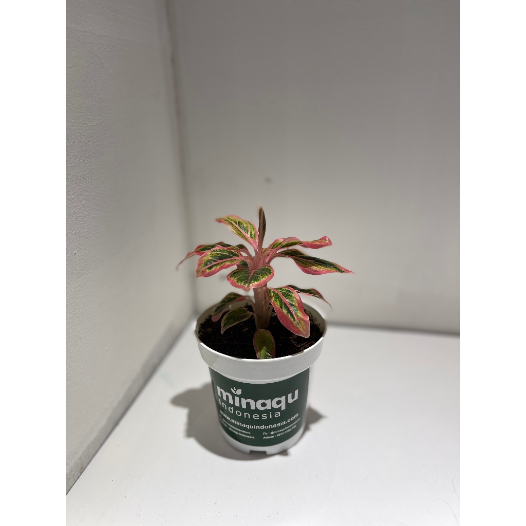 Tanaman Hias - Aglaonema Lotus Delight (Small)