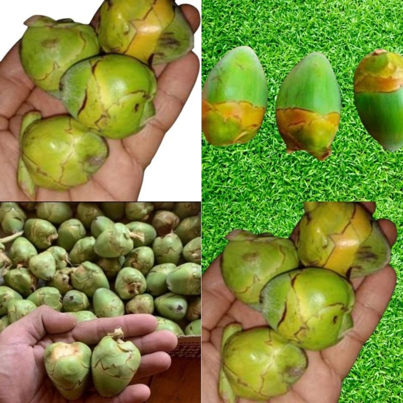 

Beluluk Kelapa