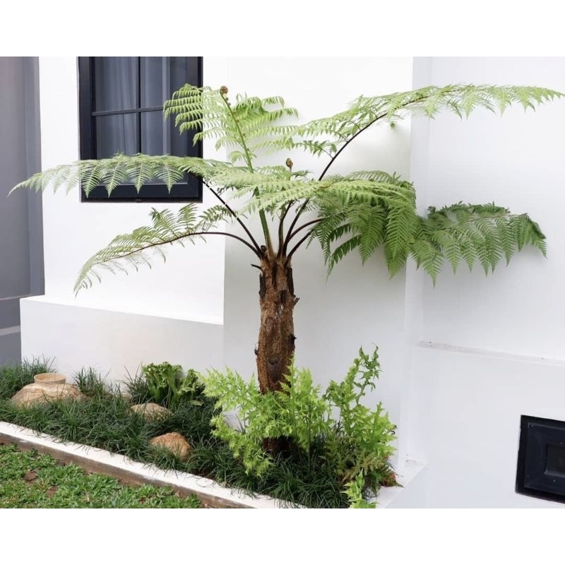 tanaman hias pakis monyet - pohon pakis monyet tinggi 1,5_2 meter