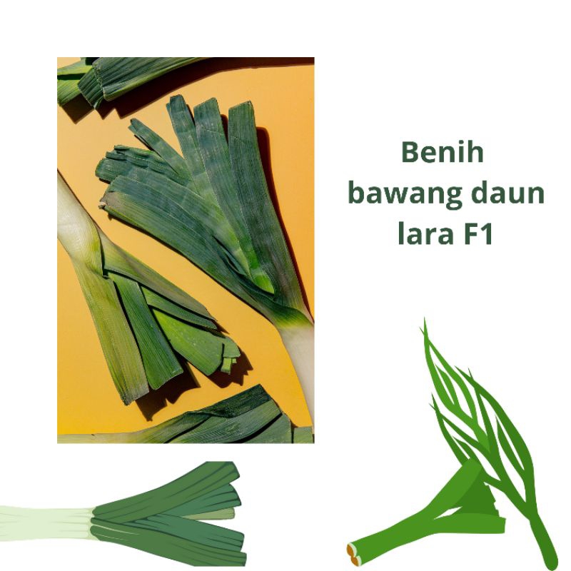 benih bawang daun "LARA" F1