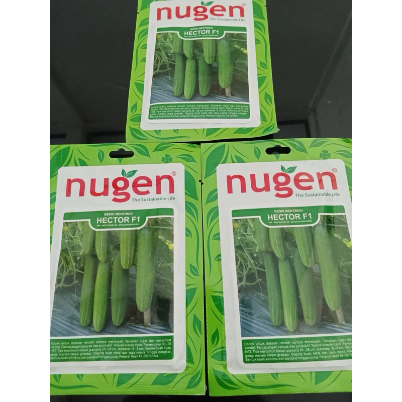 Bibit timun nugen hector f1