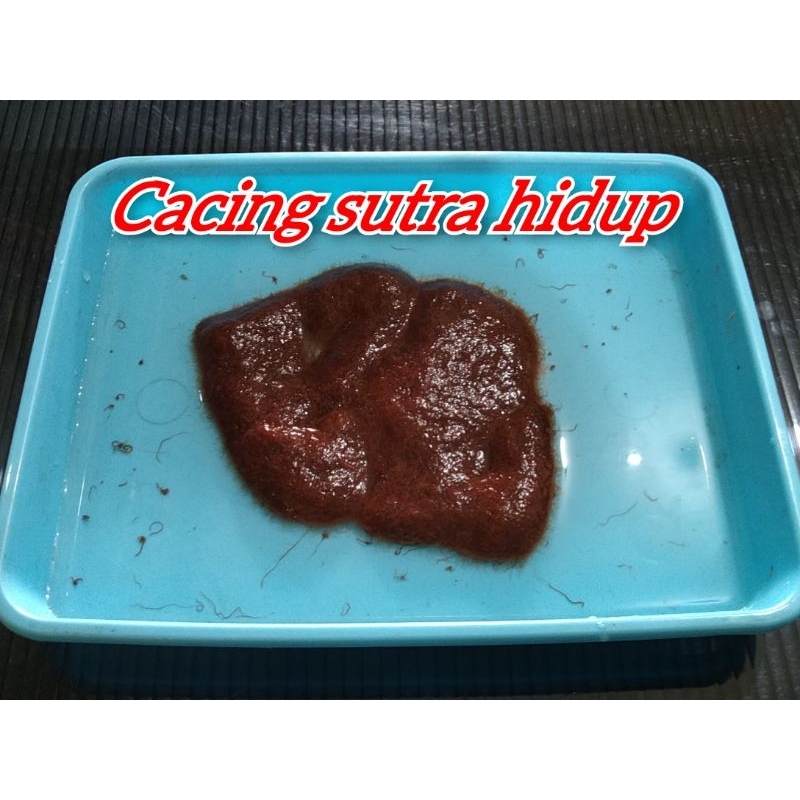 Cacing Sutra Hidup / Pakan cupang dan ikan lain / Cacing sutra (khusus instant) / Makanan ikan
