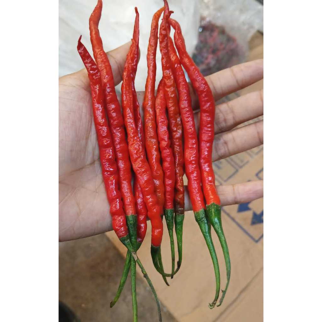 

Cabe Merah Keriting Super Promo