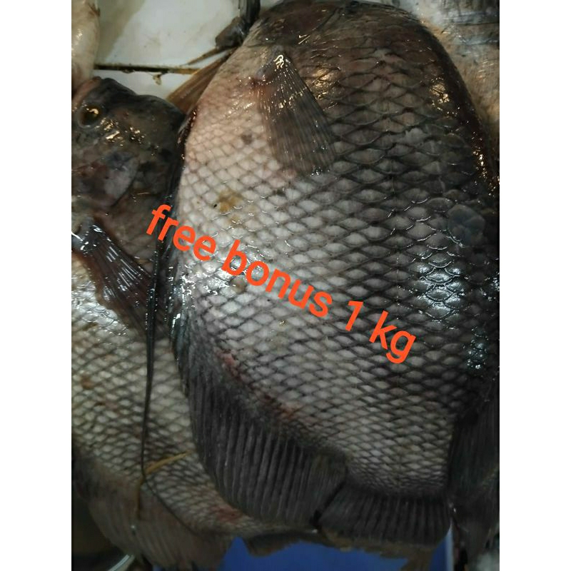 

ikan gurame segar 500gr + gratis bonus